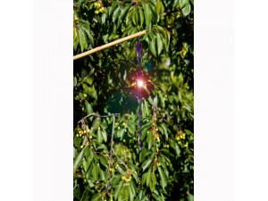 Twister pentru speriat pasari