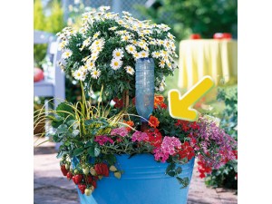 Adaptor sticla Blumat