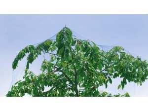 Plasa protectie contra pasari, 2 x 5 m