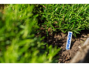 Tablite marcaj 1.3 x h 10 cm (20 buc)