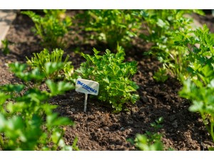 Tablite marcaj 6 x h 15 cm (10 buc)