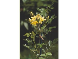 Fir biodegradabil din fibra de iuta 100% Jutec, 250 m