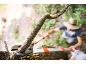 Cleste tip nicovala, pentru taiat crengi, cu maner telescopic 75 - 100 cm