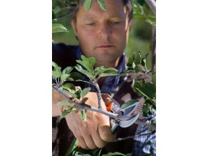 Foarfeca profesionala Stocker tip nicovala Amboss 21 cm