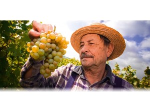 Foarfeca profesionala din otel inoxidabil, cu varf, 14 cm