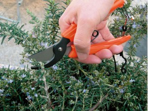 Foarfeca profesionala pentru flori, 17 cm