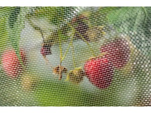 Plasa protectie insecte pentru fructe mici, 2 m x 10 m